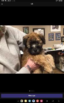 Wheaten Terrier puppies