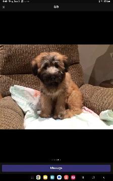 Wheaten Terrier puppies - Photo 2