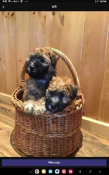 Wheaten Terrier puppies - Photo 3
