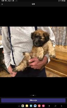 Wheaten Terrier puppies - Photo 4