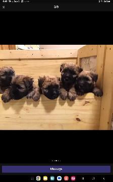 Wheaten Terrier puppies - Photo 5