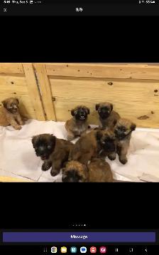 Wheaten Terrier puppies - Photo 6