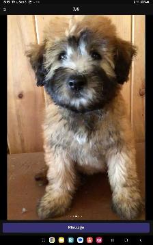 Wheaten Terrier puppies - Photo 7