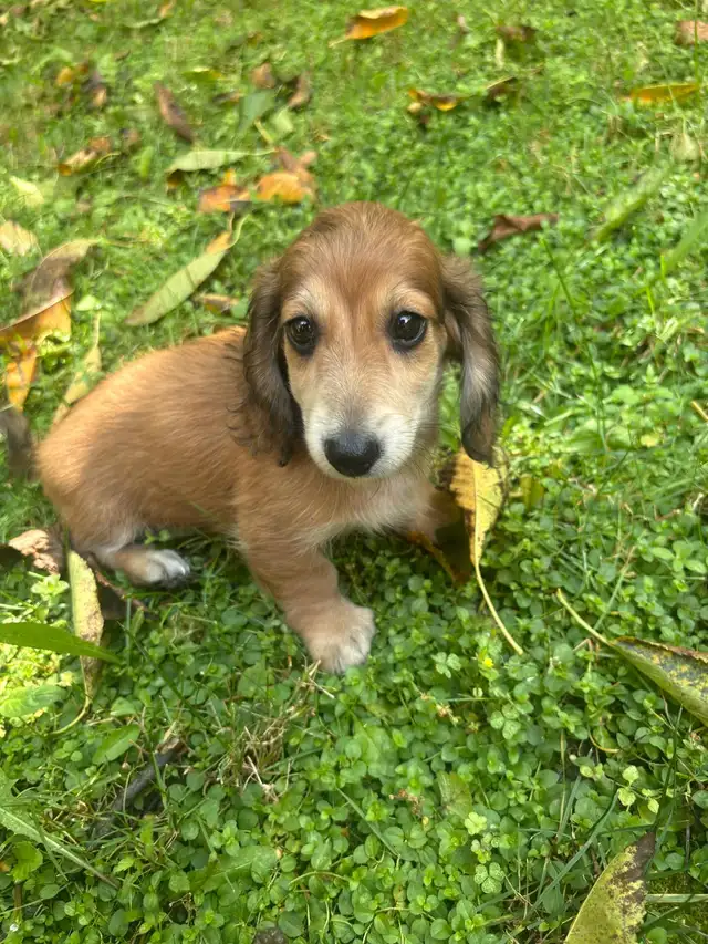Mini Dachshund Puppies