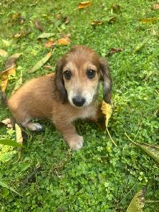 Mini Dachshund Puppies