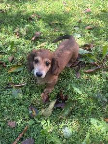 Mini Dachshund Puppies - Photo 2