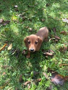 Mini Dachshund Puppies - Photo 3