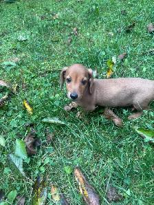 Mini Dachshund Puppies - Photo 4