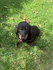 Mini Dachshund Puppies - Photo 5