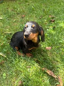 Mini Dachshund Puppies - Photo 6