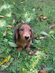 Mini Dachshund Puppies - Photo 7