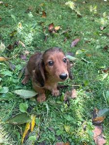 Mini Dachshund Puppies - Photo 8