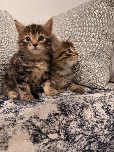 ❤️ Bengal x Siberian  kittens ❤️(437) 292-1163