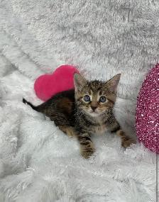 ❤️ Bengal x Siberian  kittens ❤️(437) 292-1163 - Photo 2