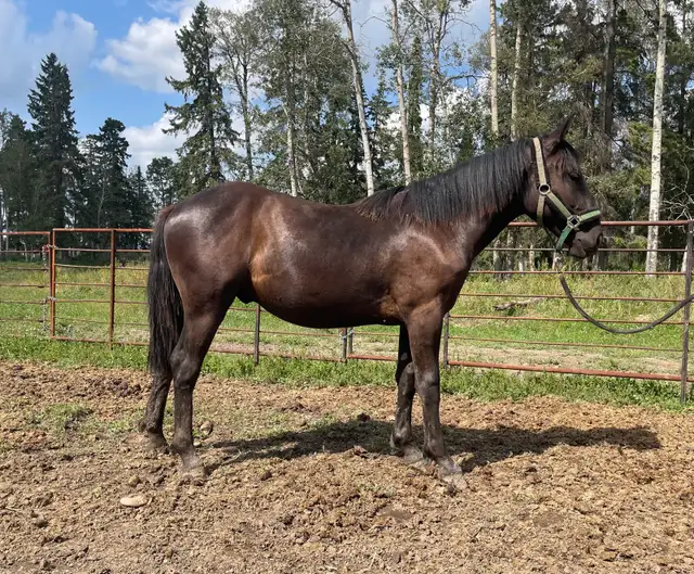 Yearling Draft Cross