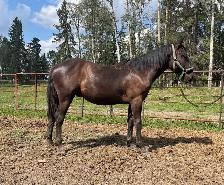 Yearling Draft Cross