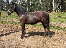 Yearling Draft Cross - Photo 2