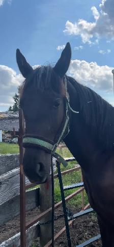 Yearling Draft Cross - Photo 3
