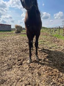 Yearling Draft Cross - Photo 4