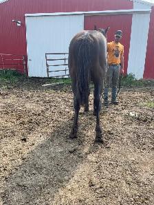 Yearling Draft Cross - Photo 5