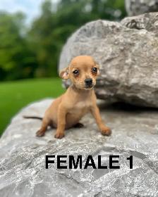 Chihuahua Terrier Puppies
