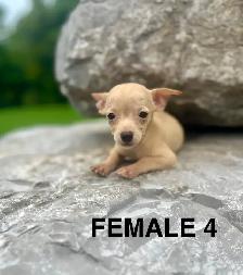 Chihuahua Terrier Puppies - Photo 2