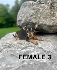 Chihuahua Terrier Puppies - Photo 3