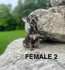 Chihuahua Terrier Puppies - Photo 4