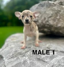 Chihuahua Terrier Puppies - Photo 5