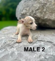 Chihuahua Terrier Puppies - Photo 6