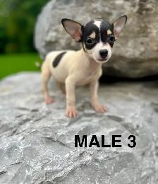 Chihuahua Terrier Puppies - Photo 7