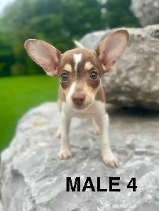 Chihuahua Terrier Puppies - Photo 8
