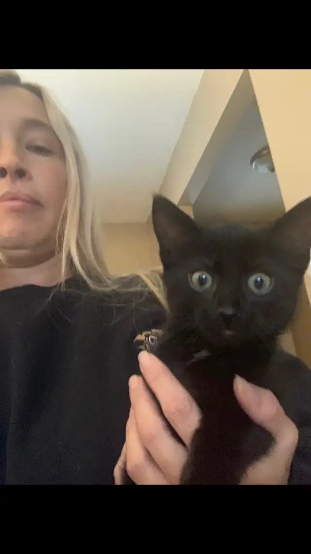 Black Cat For Sale