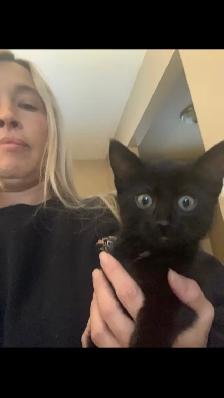 Black Cat For Sale