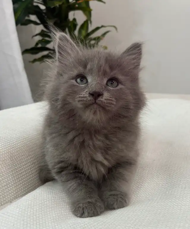 Chaton Sibérien Hypoallergenique