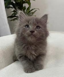 Chaton Sibérien Hypoallergenique