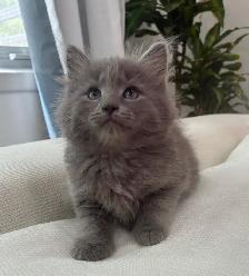 Chaton Sibérien Hypoallergenique - Photo 2