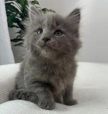 Chaton Sibérien Hypoallergenique - Photo 3