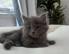 Chaton Sibérien Hypoallergenique - Photo 4