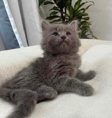 Chaton Sibérien Hypoallergenique - Photo 5