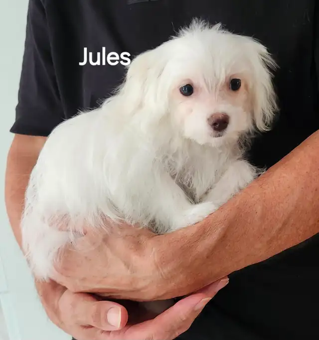 CHIOTS TOY CANICHE ET BICHON MALTAIS