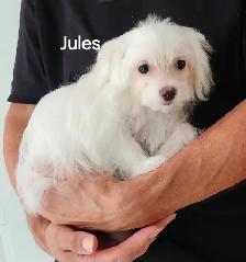 CHIOTS TOY CANICHE ET BICHON MALTAIS