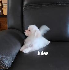 CHIOTS TOY CANICHE ET BICHON MALTAIS - Photo 2