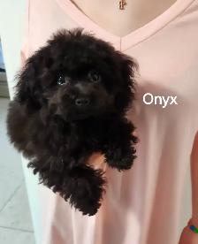 CHIOTS TOY CANICHE ET BICHON MALTAIS - Photo 3
