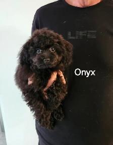 CHIOTS TOY CANICHE ET BICHON MALTAIS - Photo 4