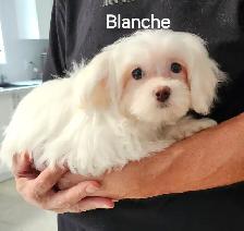 CHIOTS TOY CANICHE ET BICHON MALTAIS - Photo 5