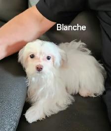CHIOTS TOY CANICHE ET BICHON MALTAIS - Photo 6