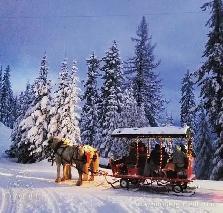 Heavy Duty Horse-Drawn Sleigh w/ Hydraulic Wheels — 12 passenger