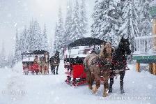 Heavy Duty Horse-Drawn Sleigh w/ Hydraulic Wheels — 12 passenger - Photo 2
