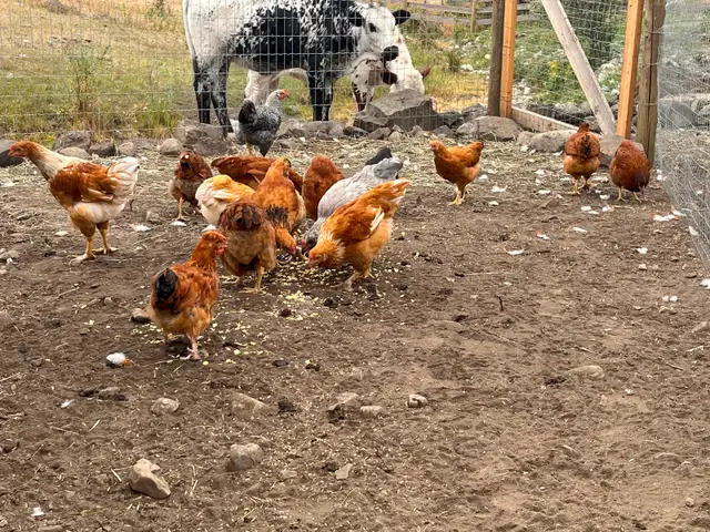 BARNYARD MIX(10)